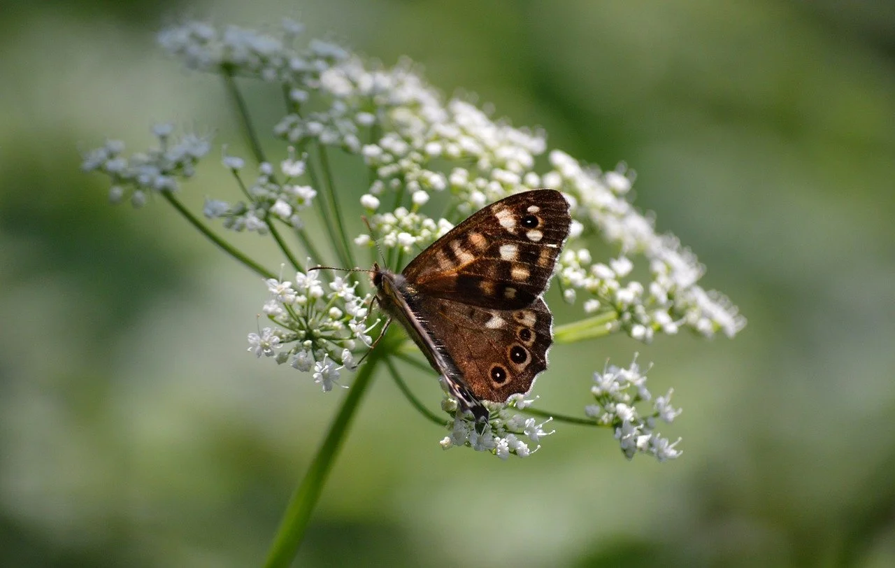 Stylized user avatar, abstract data profile.